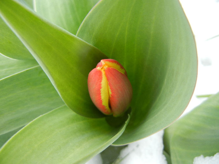 Tulipa Stresa (2013, March 27)