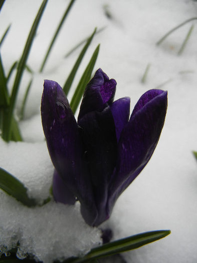 Crocus Negro Boy (2013, March 27)