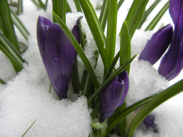 Crocus Negro Boy (2013, March 27)