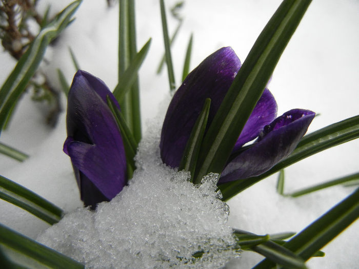 Crocus Negro Boy (2013, March 27)