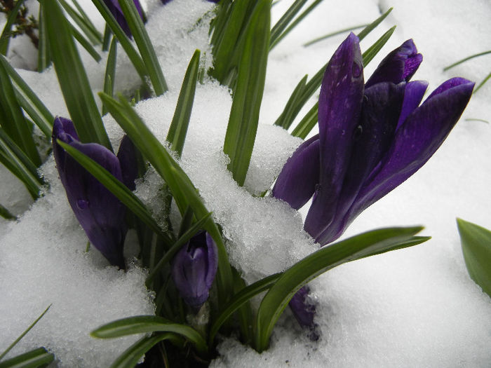 Crocus Negro Boy (2013, March 27)