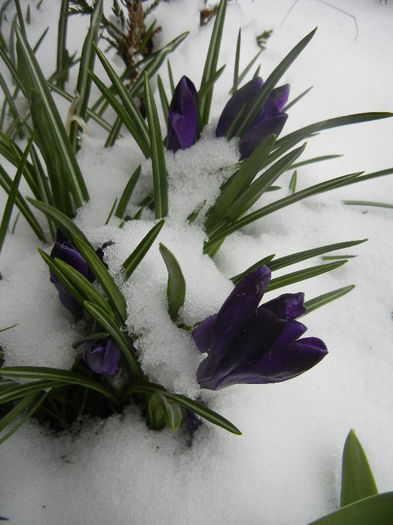 Crocus Negro Boy (2013, March 27)