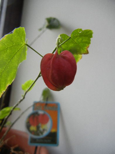 Abutilon megapotamicum (2013, Mar.24)