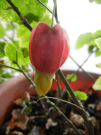 Abutilon megapotamicum (2013, Mar.24) - Abutilon megapotamicum