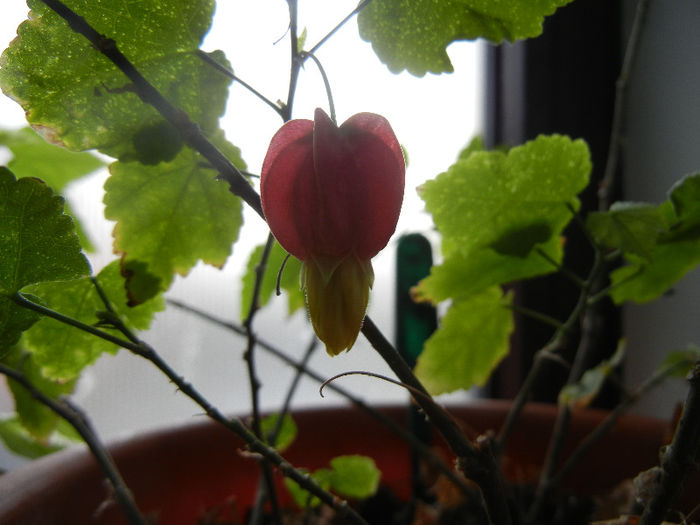 Abutilon megapotamicum (2013, Mar.24) - Abutilon megapotamicum