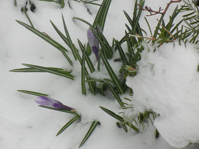 Crocus King of the Striped (2013, Mar.27)