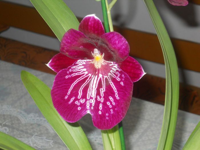 MILTONIA