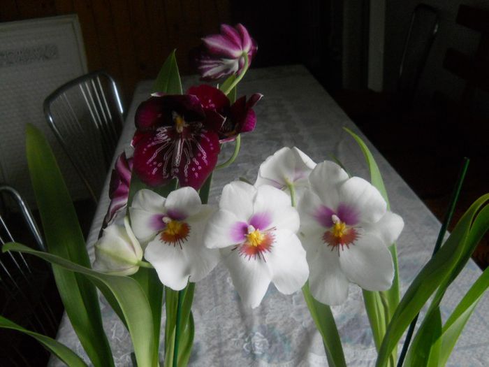 MILTONIA - orhidee