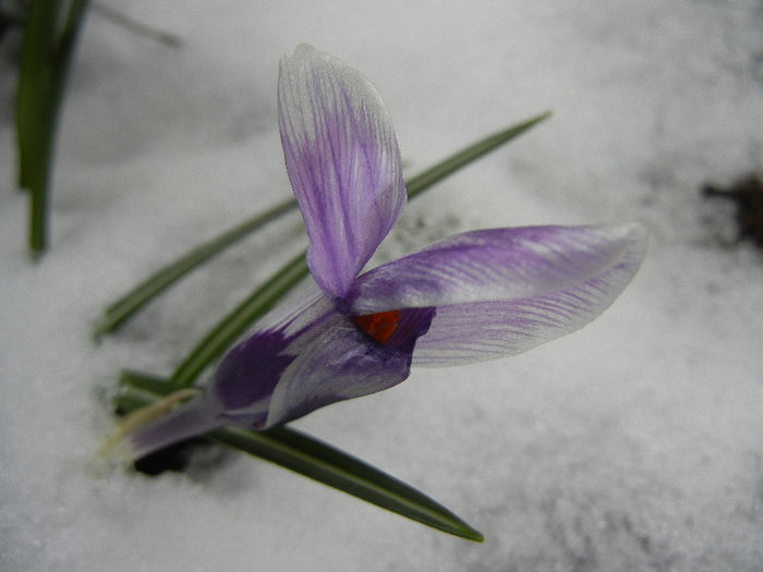 Crocus King of the Striped (2013, Mar.27)