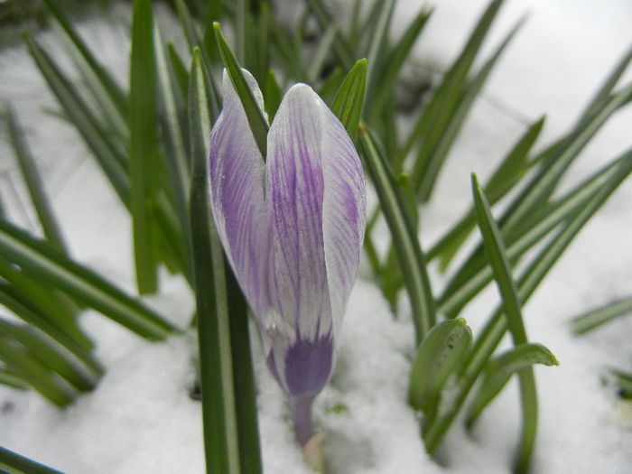 Crocus King of the Striped (2013, Mar.27)