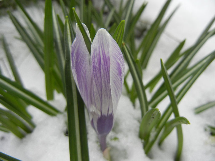 Crocus King of the Striped (2013, Mar.27) - Crocus King of the Striped