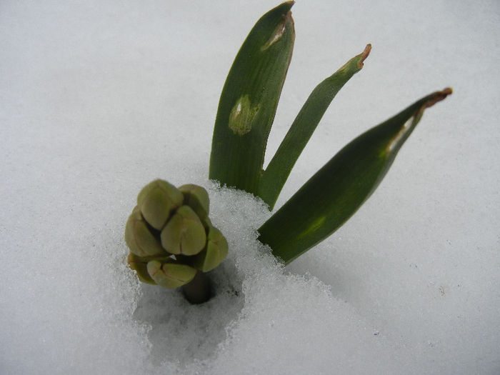 Hyacinthus in the Snow (2013, Mar.27) - 03 Garden in March