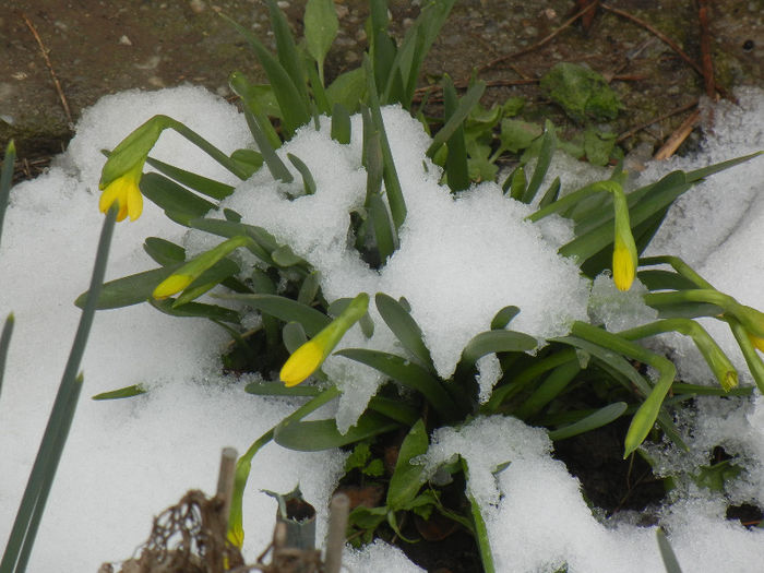 Daffodils in the Snow (2013, Mar.27) - 03 Garden in March
