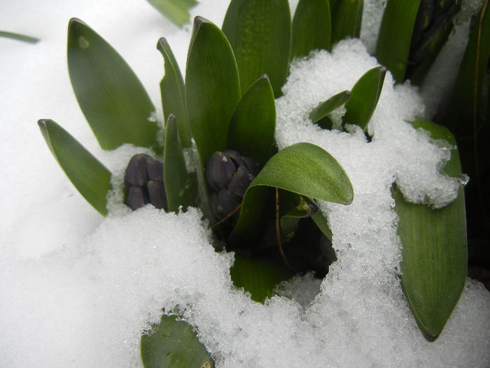 Blue Hyacinth in the Snow (2013, Mar.27) Blue Hyacinth in the Snow (2013, Mar.27)