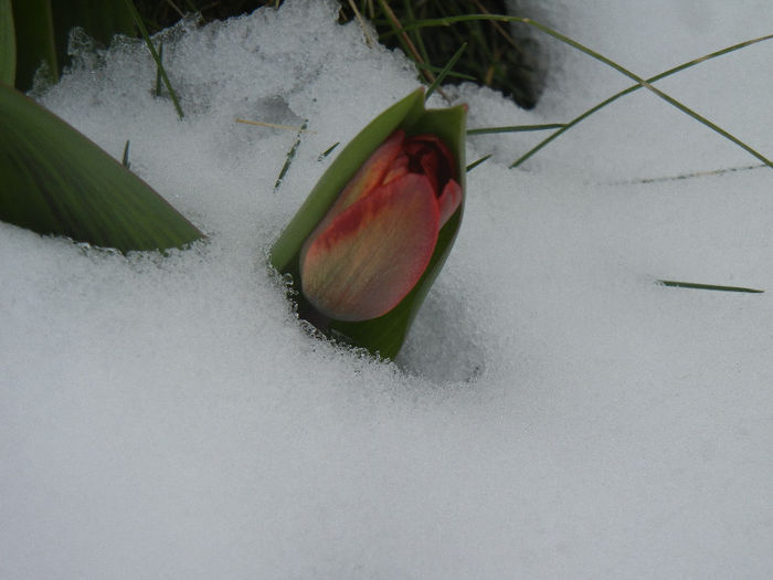 Frozen Tulip (2013, March 27) - 03 Garden in March