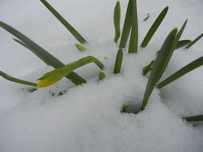 Daffodils in the Snow (2013, Mar.27) - 03 Garden in March