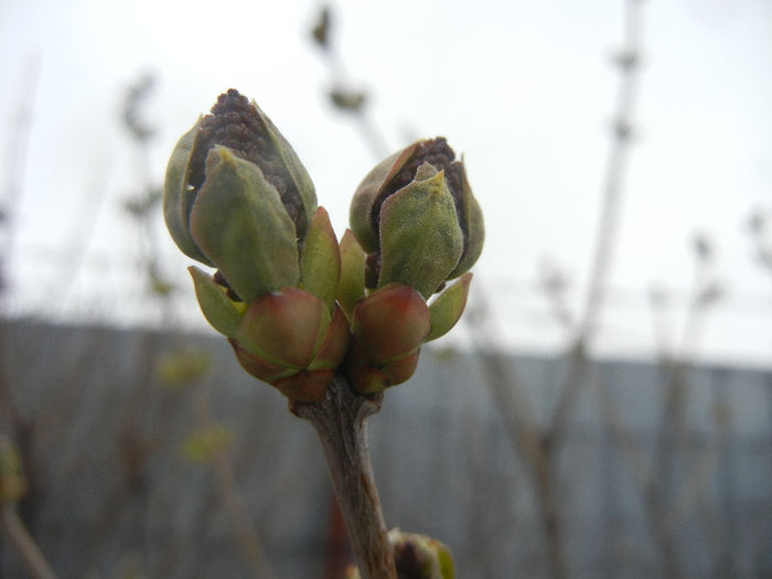 Lilac Buds_Syringa (2013, March 27) - 03 Garden in March