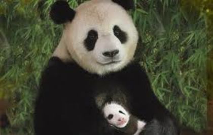 desc%u0103rcare (6) - ursi panda