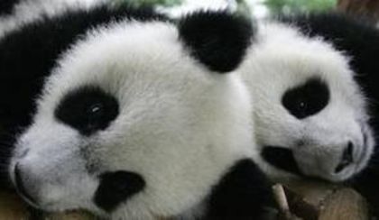 desc%u0103rcare (7) - ursi panda