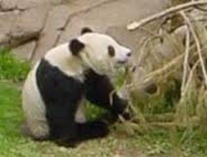 desc%u0103rcare (8) - ursi panda