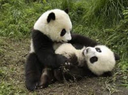 desc%u0103rcare (9) - ursi panda