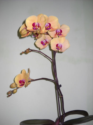 27.03.013 - Orhideea - Phalaenopsis-Cambria