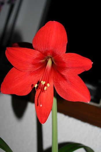 Rosu Cardinal - Amaryllis - 2013