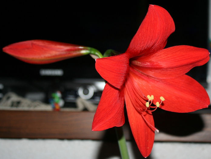 Rosu Cardinal - Amaryllis - 2013