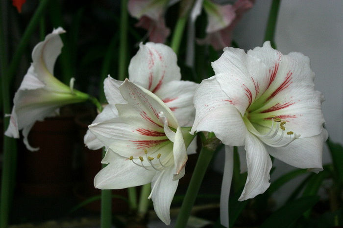 IMG_3983 - Amaryllis - 2013