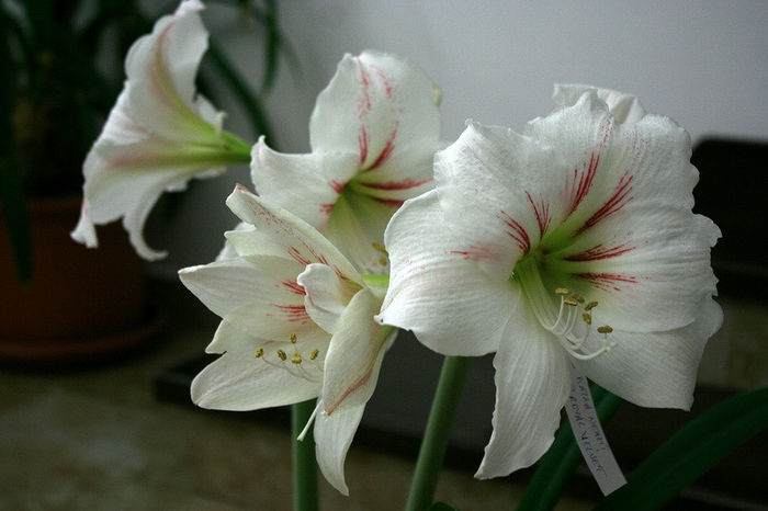 IMG_3989 - Amaryllis - 2013