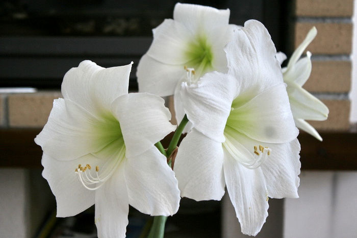 IMG_3996 - Amaryllis - 2013