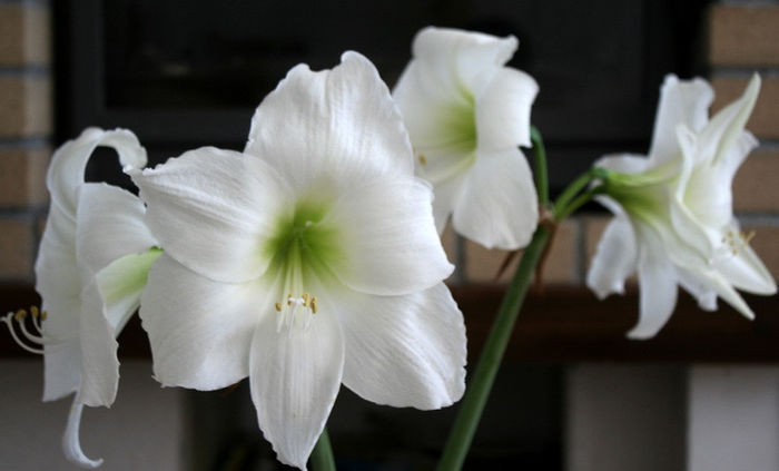 IMG_3997 - Amaryllis - 2013