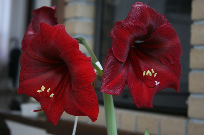 IMG_4004 - Amaryllis - 2013