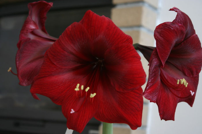 IMG_4005 - Amaryllis - 2013