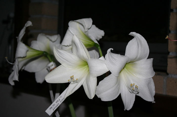 IMG_4007 - Amaryllis - 2013