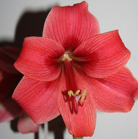 IMG_4012 - Amaryllis - 2013