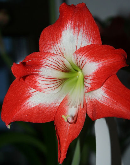 IMG_4013 - Amaryllis - 2013