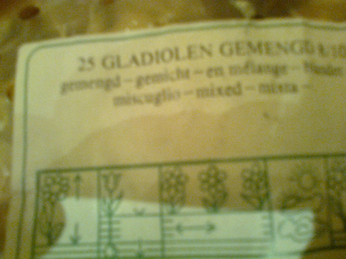 gladiole Bakker