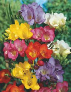 freesia single