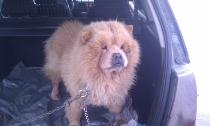 IMAG0306 - LEUT chow chow PENTRU MONTA