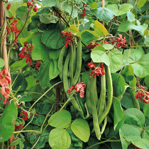 Fasole Phaseolus_coccineus.