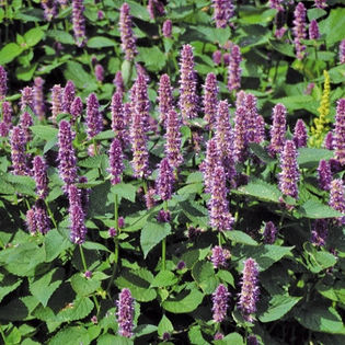 Korean mint-Agastache rugosa