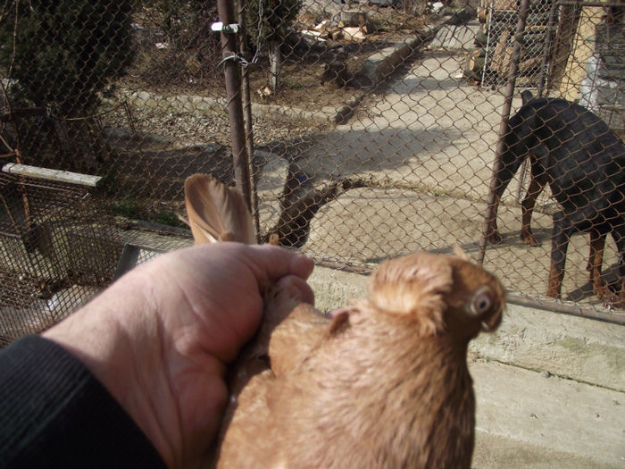 poze caini martie 2013 208; femela
