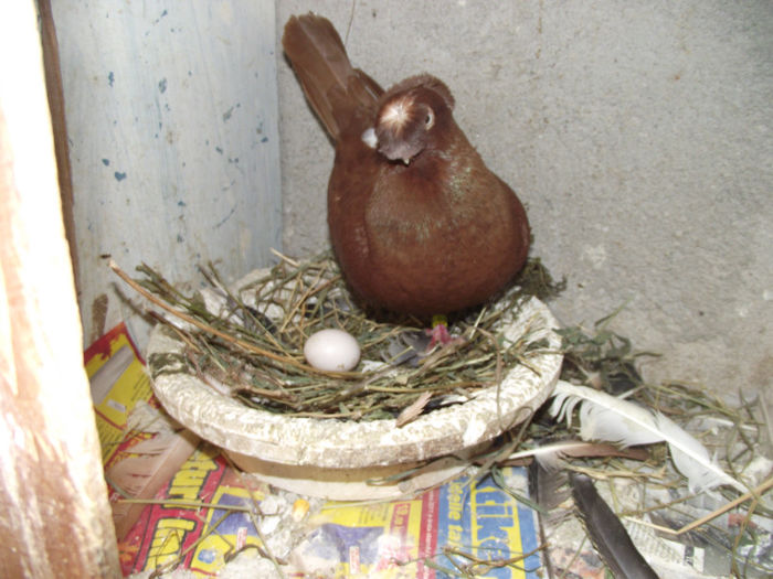 poze caini martie 2013 223; mascul
