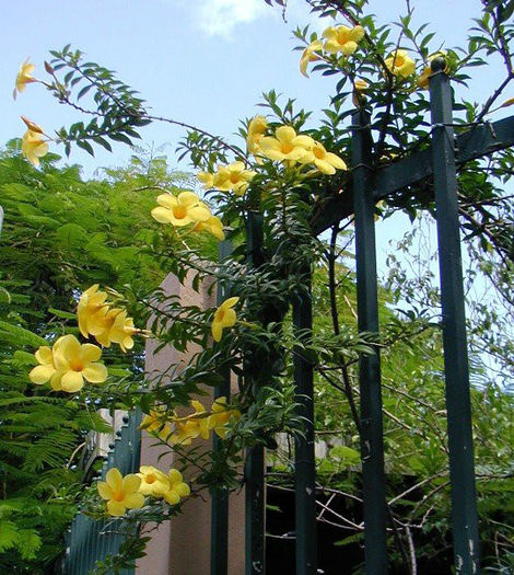 Allamanda cathartica - 1-de vanzare 2019-2020- SEMINTE TROPICALE RARE