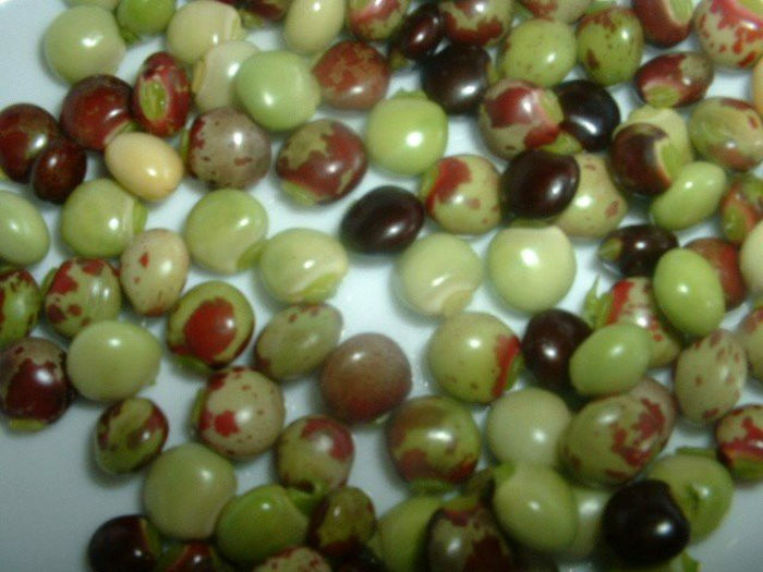 Cajanus cajan - 1-de vanzare 2019-2020- SEMINTE TROPICALE RARE