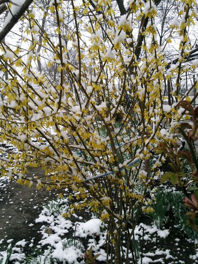 28 martie 2013 - 2013 forsythia- ploaie de aur