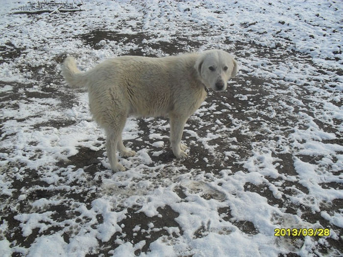 SAM_2731 (Copy) - Balana