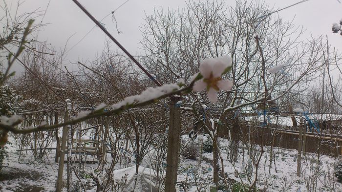 floare de migdal - PRIMAVARA 2013
