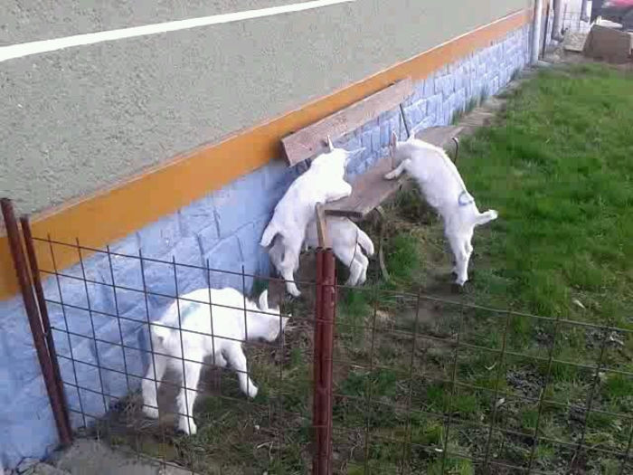 1333638725759; iezi din prima
